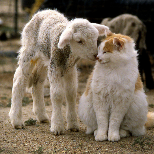 "Catnip Infused" Wool Balls for Felines - Set of 2