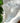 Glass Bent Top Straw | : 11 inch